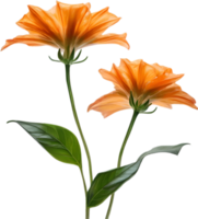ai gerado laranja cor flor, fechar-se brilhando translúcido laranja cor flor. png