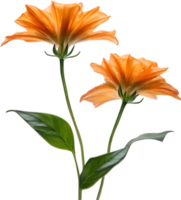 ai gegenereerd oranje kleur bloem, detailopname gloeiend doorzichtig oranje kleur bloem. png