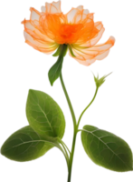 AI generated Orange color flower, Close-up glowing translucent orange color flower. png