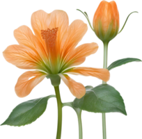 AI generated Orange color flower, Close-up glowing translucent orange color flower. png