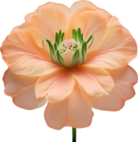 AI generated Peach color flower. Close-up glowing translucent peach color flower. png