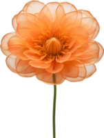 AI generated Orange color flower, Close-up glowing translucent orange color flower. png