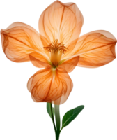 ai gerado laranja cor flor, fechar-se brilhando translúcido laranja cor flor. png