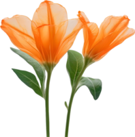 AI generated Orange color flower, Close-up glowing translucent orange color flower. png