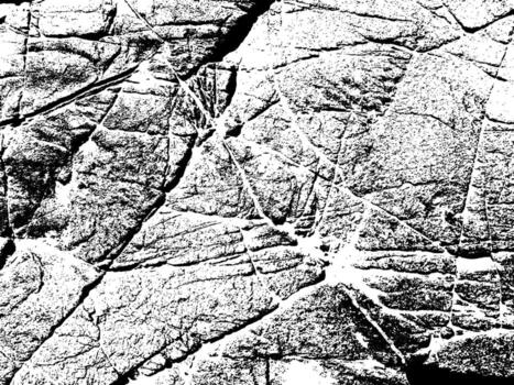 árbol maletero textura para antecedentes vector