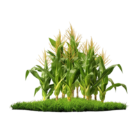 AI generated Generative AI Corn field on on Transparent Background png