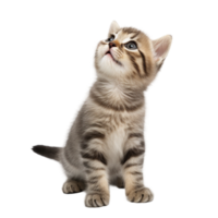 AI generated cat on transparent background png