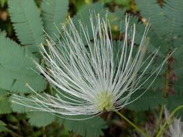 White calliandra flower or with the Latin name Calliandra tetragona is blooming with a blurry green leaf background photo