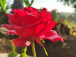 a red rose that is blooming with a blurred background photo