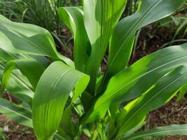 close up of green corn leaves in the garden behind the house, suitable for background wallpaper photo