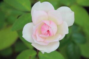 Close up pink rose flower blooming with blurred background photo