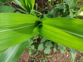 close up of green corn leaves in the garden behind the house, suitable for background wallpaper photo