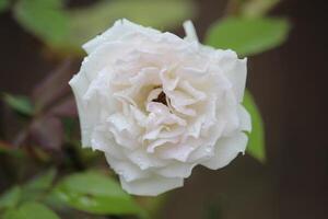 cerca arriba blanco Rosa flor floreciente con borroso antecedentes foto