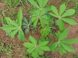 close up of cassava trees that are still green in the garden behind the house, suitable for background wallpaper photo