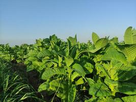 Tobacco plants whose leaves are still green photo
