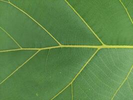 close up texture of fresh teak tree leaves, suitable for wallpaper photo