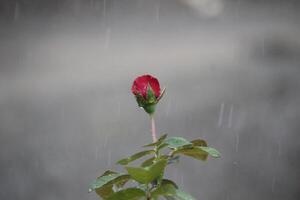 a red rose in bloom with a blurred background photo