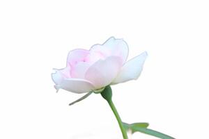 close up of beautiful pink roses blooming photo