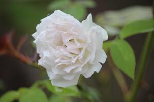 cerca arriba blanco Rosa flor floreciente con borroso antecedentes foto