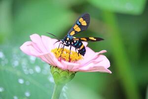 wasp moth or euchromia polymena sucking the juice of pink flower with blurred background photo