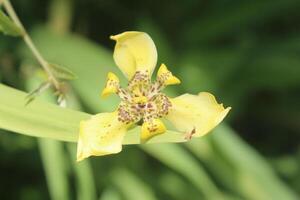 Trimezia martinicensis flower blooming with blurred background photo