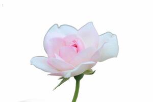 cerca arriba de un rosado Rosa en floración en contra un blanco antecedentes foto