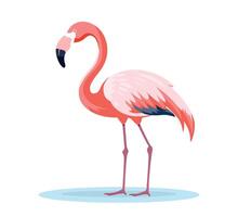 pink flamingo bird flat illustration vector