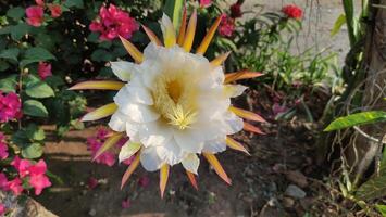 Selenicereus grandiflorus flowers or white ornamental cactus flowers photo