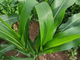 cerca arriba de verde maíz hojas en el jardín detrás el casa, adecuado para antecedentes fondo de pantalla foto