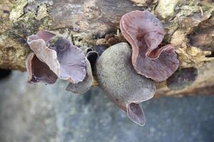 ear fungus or Auricularia auricula that grows on dead wood photo