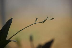 close up silhouette of orchids planted in front of the house photo