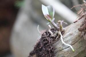 orquídea arboles ese En Vivo en muerto madera foto