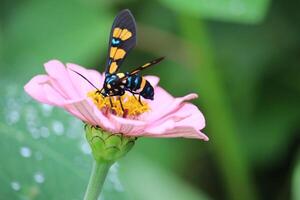 wasp moth or euchromia polymena sucking the juice of pink flower with blurred background photo