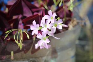 a purple triangular oxalis flower in bloom with a blurred background photo