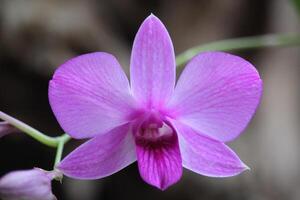 cerca arriba de un púrpura larat orquídea cuyo latín nombre es dendrobium bigibbum variedad schoederianum en floración con un borroso antecedentes foto