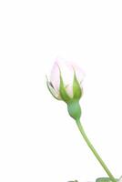 close up of a pink rose in bloom against a white background photo