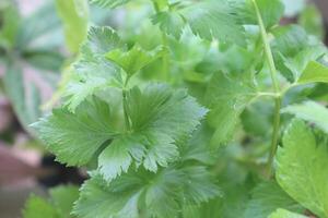 Close up of celery leaves plant with blurred background photo