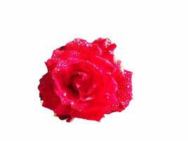 close up of a red rose in bloom against a white background photo