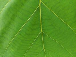 close up texture of fresh teak tree leaves, suitable for wallpaper photo