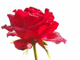 cerca arriba de un rojo Rosa en floración en contra un blanco antecedentes foto