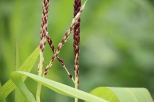 close up corn flower with blurred background photo