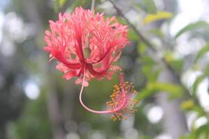 Hanging worawari or hanging hibiscus or Hibiscus schizopetalus blooming photo