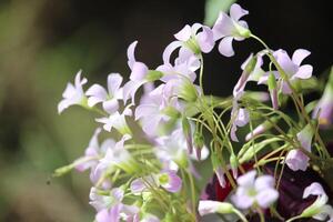 un púrpura triangular oxalis flor en floración con un borroso antecedentes foto