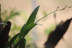 close up silhouette of orchids planted in front of the house photo