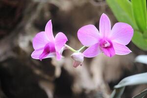 cerca arriba de un púrpura larat orquídea cuyo latín nombre es dendrobium bigibbum variedad schoederianum en floración con un borroso antecedentes foto