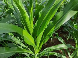 close up of green corn leaves in the garden behind the house, suitable for background wallpaper photo