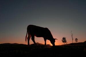 vaca silueta pasto en el prado y puesta de sol antecedentes foto