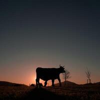 vaca silueta pasto en el prado y puesta de sol antecedentes foto