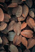 marrón planta hojas en otoño estación, marrón antecedentes foto