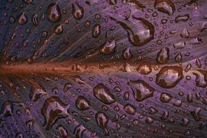 raindrops on the red autumn leaves in rainy days photo